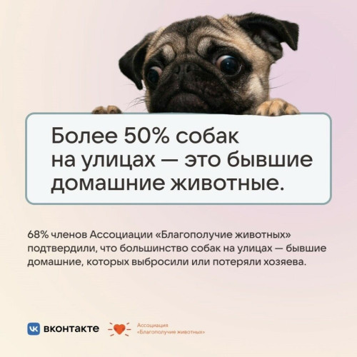 ОТВЕЧАЮ ЗА ХВОСТИК